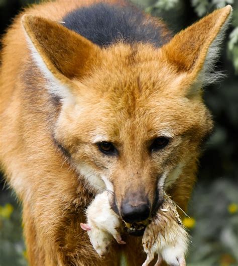 Tier Wolf Mähnenwolf Kostenloses Foto auf Pixabay Pixabay