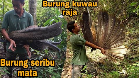 Viral Burung Langka Terkena Jerat Warga Youtube