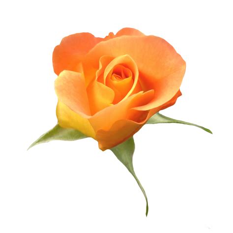 Orange Roses Flower Cutout 21167931 Png