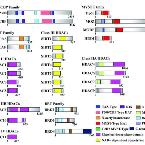 Domain of human histone acetyltransferases (HATs), histone deacetylases ... 