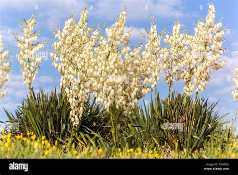 Inflorescencias Yucca Gloriosa Daga Espa Ola Planta De Jard N Flores