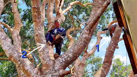 Cưa cây Xà Cừ khổng lồ Sawing a giant Conch tree P2 T700 YouTube