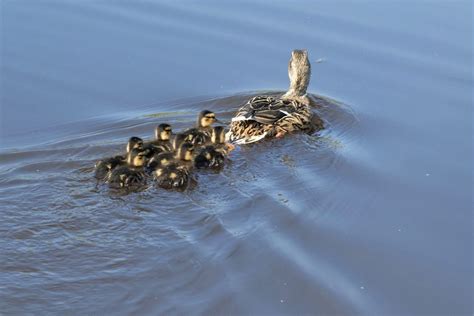 Riding the waves keeps ducks in a row