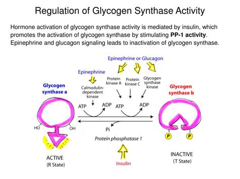 PPT - Carbohydrate Metabolism 2: Glycogen degradation, glycogen synthesis, reciprocal regulation ...