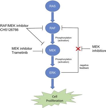 Mek Inhibitors As A Novel Therapy For Neuroblastoma Their In Vitro