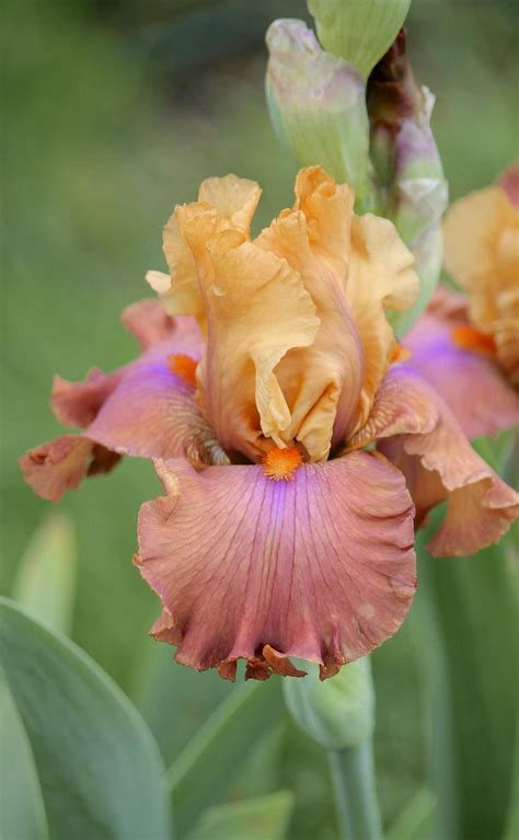 Photo Of Tall Bearded Iris Iris Candy Colours Uploaded By Aruba1334