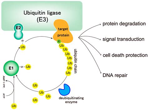 Biochemistry, Pathophysiology, and Regulation of Linear Ubiquitination ... 