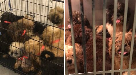 Over 100 Dogs Rescued From Hoarding Situation In West Miami Dade Home