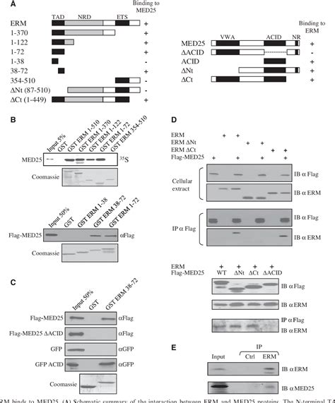 Figure From The Mediator Complex Subunit Med Is Targeted By The N