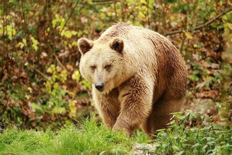 Diferen As E Semelhan As Do Urso Pardo E Urso De Kodiak Mundo Ecologia