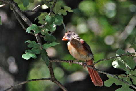 Moulting Female Cardinal Bird Free Stock Photo Public Domain Pictures