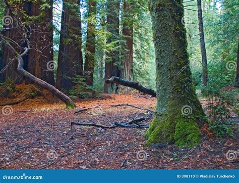 Mossy redwood forest stock photo. Image of nature, fresh - 398110