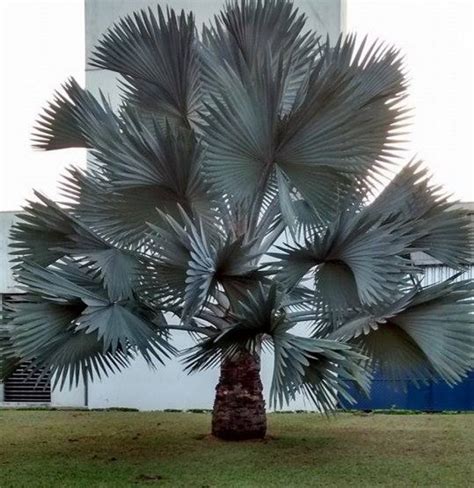 TIPOS DE PALMEIRAS Para Vaso Jardim De Pequeno Porte AQUI