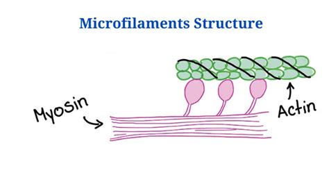 Microfilaments Definition Structure Functions Diagram Phd Nest