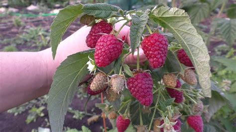 Атлант, ремонтантный крупноплодный сорт малины - YouTube