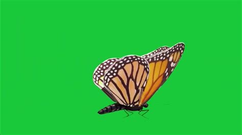 Butterfly Green Screen Video Green Screen Butterfly Video Butterfly