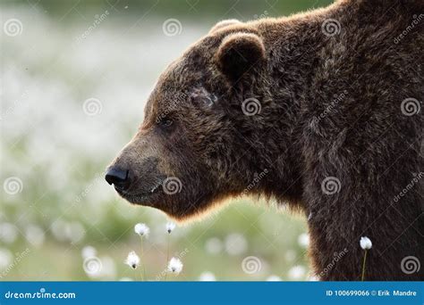 Side View Of Brown Bear Face Stock Photo Image Of Fauna Serious