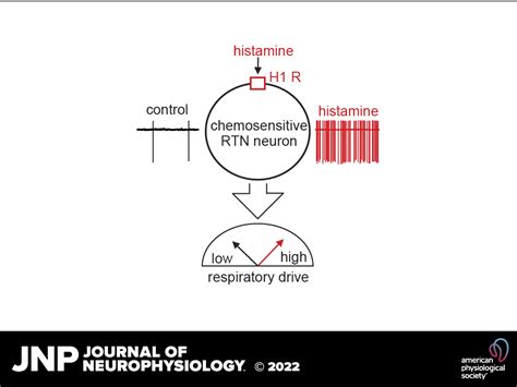 Histamine H1 Receptor Signaling In The Parafacial Region Increases