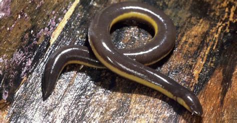 Caecilian Pictures - AZ Animals