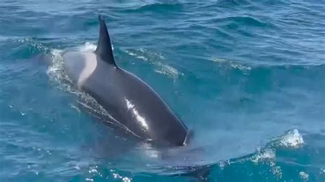 Killer whales attack boat during The Ocean Race - ABC News