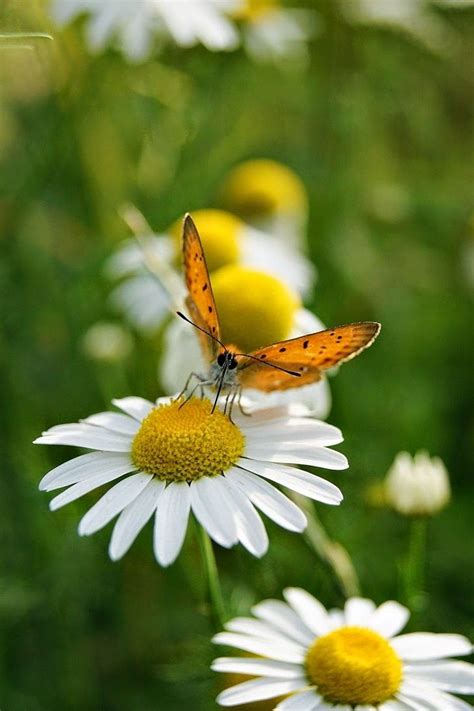 Butterfly And Daisies Beautiful Butterflies Daisy Love Sunflowers