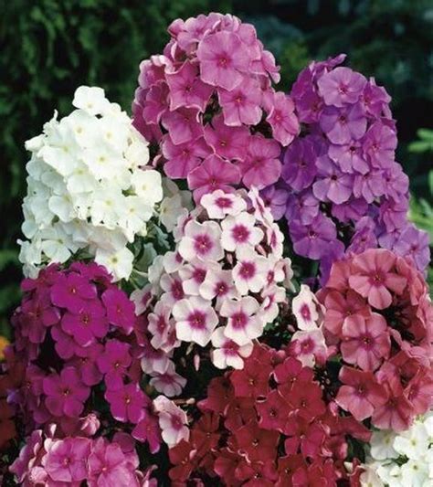 Phlox Paniculata Floks Wiechowaty Mix 5szt Ceny I Opinie Ceneo Pl