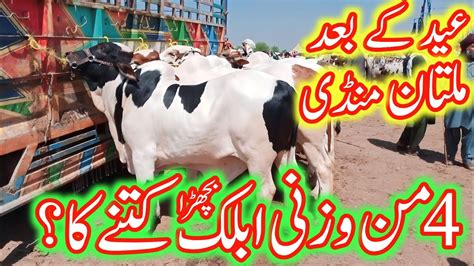 Multan Cow Mandi Latest Update Cow Mandi Eid K Bad Phali Mandi