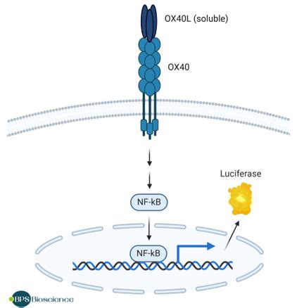 OX40 NF κB Luciferase Reporter HEK293 Cell Line