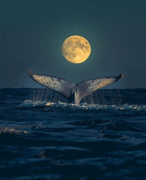 Pin By Epiq On Collection In Whale Pictures Pretty Landscapes