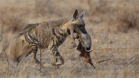 Hyena Facts, Types, Diet, Reproduction, Classification,