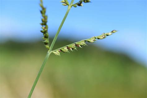 echinochloa polystachya kunth hitchc