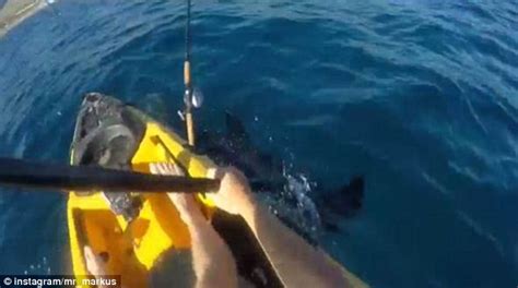 Fisherman Films Super Aggressive Hammerhead Shark Head Butting His