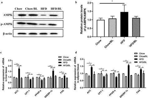 Bl Altered Obesity Related Genes And The Ampk Signaling Pathway In