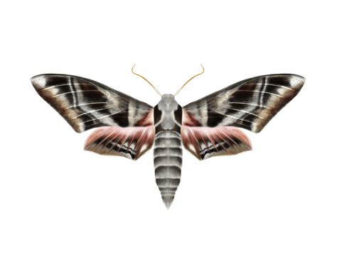 Giant Hawk Moth on Behance