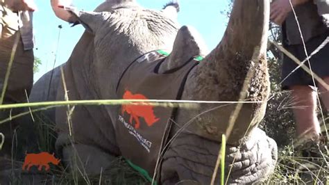 Radioactive Materials Being Injected Into Live Rhino Horns To Prevent