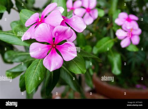 Madagascar Periwinkle Catharanthus Roseus Commonly Known As Bright