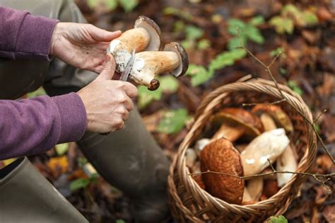 Cueillette des champignons attention à l amende si vous en ramassez