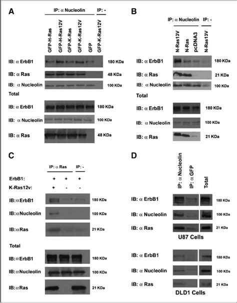 Nucleolin Interacts With Ras Proteins A HEK 293T Cells Were