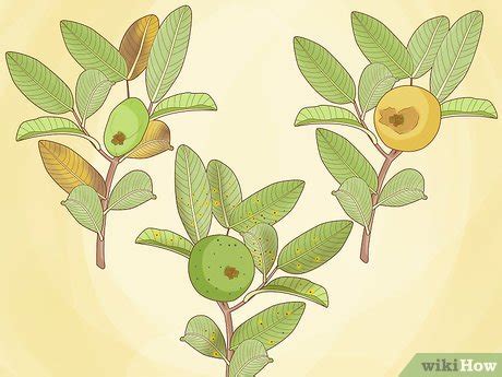 How to Plant Guava Trees: Your Ultimate Care Guide