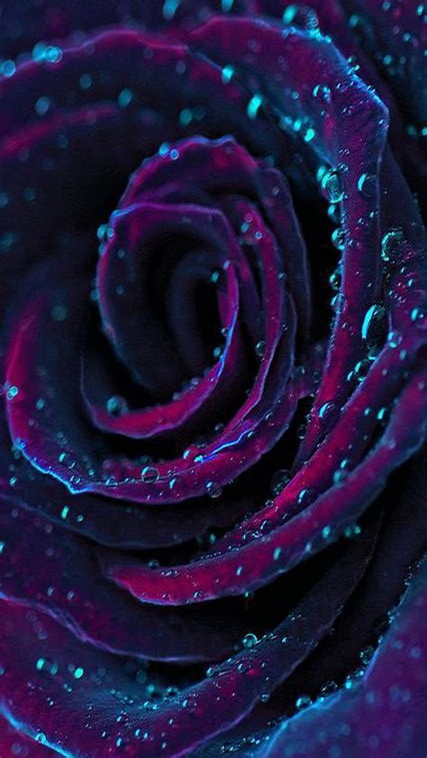 Purple Flower Drops Rain Hd Phone Wallpaper Peakpx