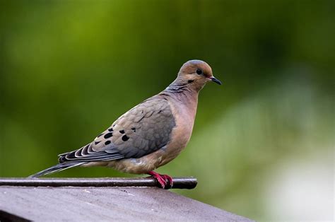 Mourning Dove Male Vs Female How To Tell The Difference Optics Mag