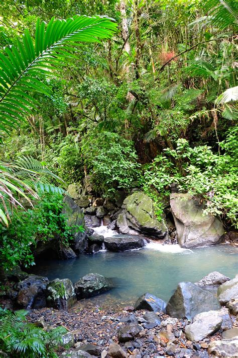 El Yunque Rainforest El Yunque Rainforest Rainforest El Yunque | Images ...