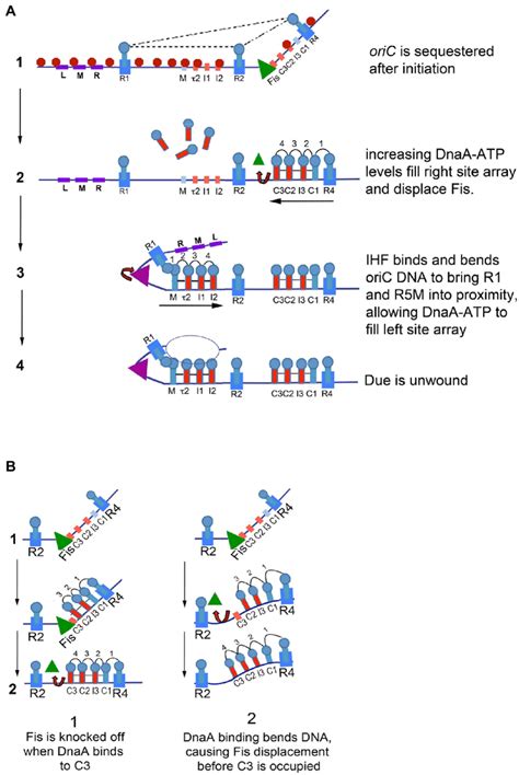 A Model Of Staged E Coli Orisome Assembly Stage1 After OriC Is