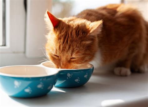 Hydrolyzed Protein Cat Food | PetMD