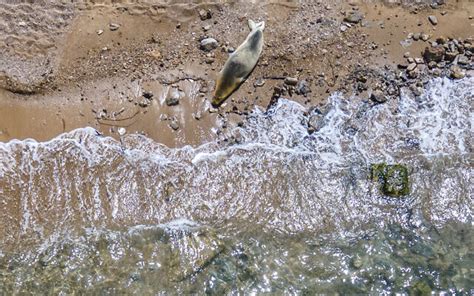 Rare Endangered Seal Named Yulia Causes Media Stir On Tel Aviv Beach