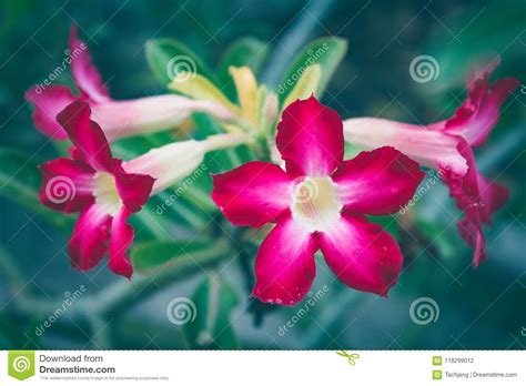 Flores Rojas Frescas Hermosas De La Azalea Foto De Archivo Imagen De