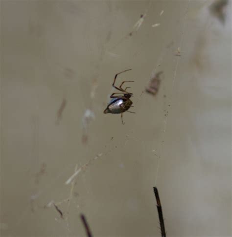 Silvery Spider Matbio Arachnids Matanzas Biodiversity Inaturalist