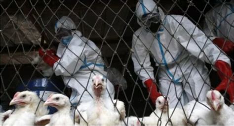 First Human Death From H3n8 Bird Flu In China Viennatimes