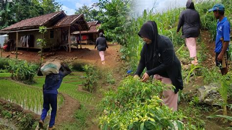 Serasa Kembali Ke Jaman Dulu Kampung Yang Selalu Di Rindukan