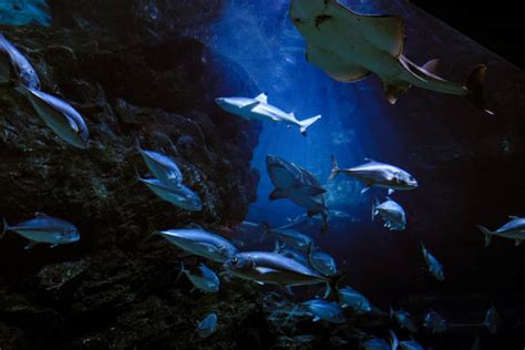 What Are Facts About The Los Angeles Aquariums? | Pestclue